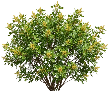 Fragrant Sumac cut-out illustration