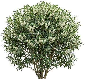 Fragrant Tea Olive cut-out illustration