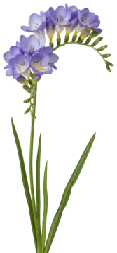 Blue Freesia cut-out illustration