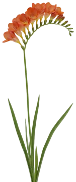 Orange Freesia cut-out illustration
