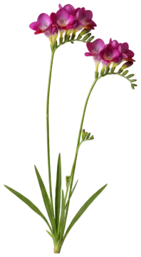 Pink Freesia cut-out illustration