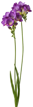 Purple Freesia cut-out illustration