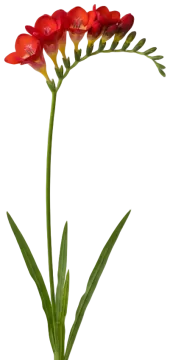 Red Freesia cut-out illustration