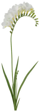 White Freesia cut-out illustration