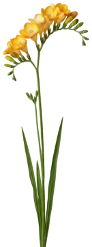 Freesia cut-out illustration