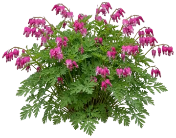 Fringed Bleeding Heart cut-out illustration