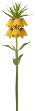 Crown Imperial Lutea cut-out illustration