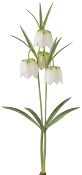 Checkered Lily Alba cut-out illustration