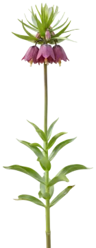 Checkered Lily cut-out illustration