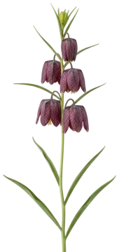 Persian Lily cut-out illustration