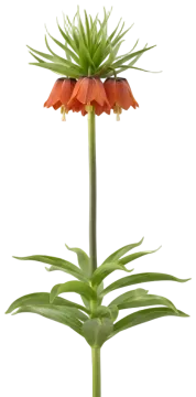 Crown Imperial Rubra cut-out illustration