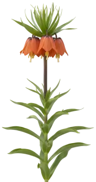 Crown Imperial cut-out illustration