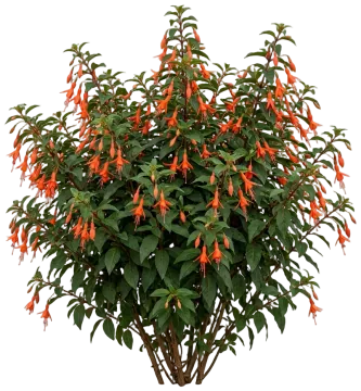 Gartenmeister cut-out illustration