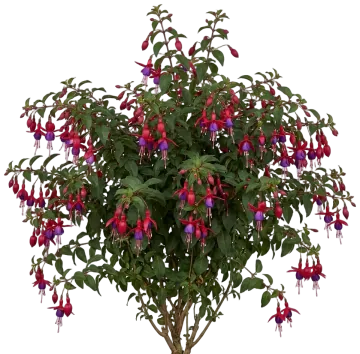 Voodoo Fuchsia cut-out illustration