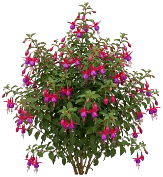 Fuchsia cut-out illustration