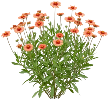 Arizona Apricot cut-out illustration