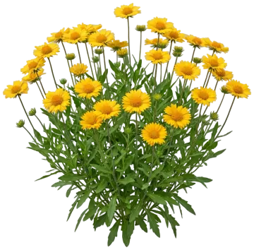 Mesa Yellow cut-out illustration