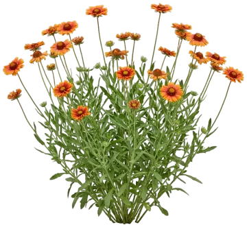 Blanket Flower cut-out illustration