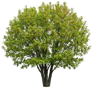 Gambel Oak cut-out illustration