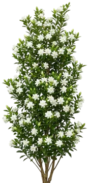 Diamond Spire Gardenia cut-out illustration