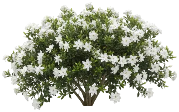 Radicans cut-out illustration