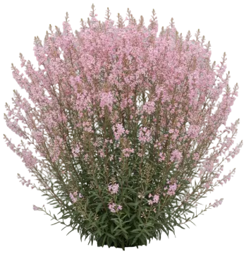 Gaura cut-out illustration