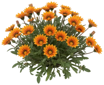 Bronze Gazania cut-out illustration