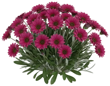 Pink Gazania cut-out illustration