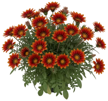 Red Gazania cut-out illustration