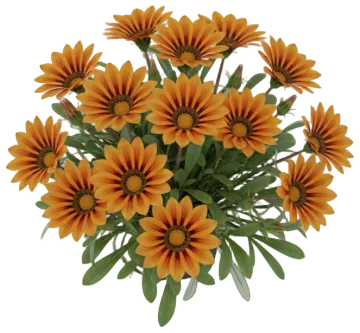 Tiger Stripe Gazania cut-out illustration