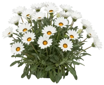 White Gazania cut-out illustration
