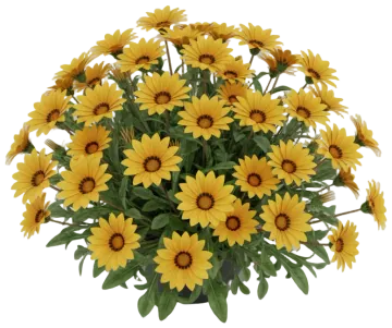 Yellow Gazania cut-out illustration