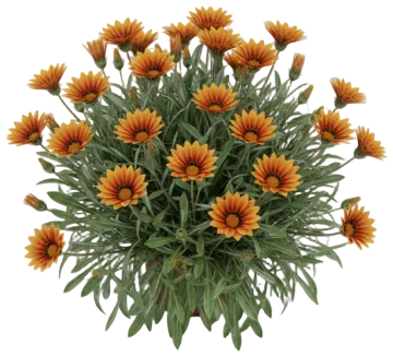 Gazania cut-out illustration