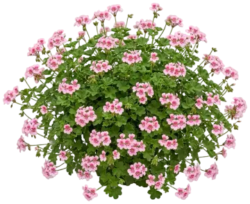 Bicolor Geranium cut-out illustration