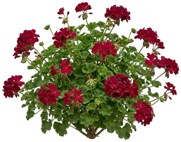 Burgundy Geranium cut-out illustration