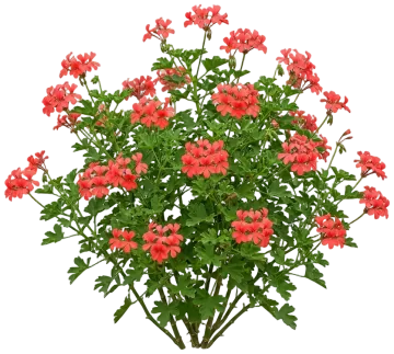 Coral Geranium cut-out illustration