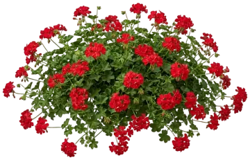 Ivy Geranium cut-out illustration