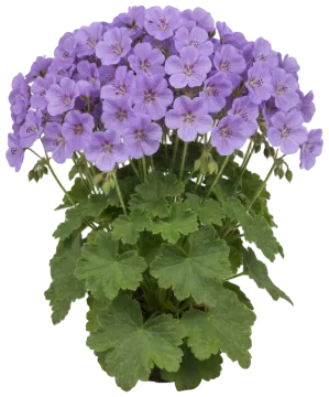 Lavender Geranium cut-out illustration