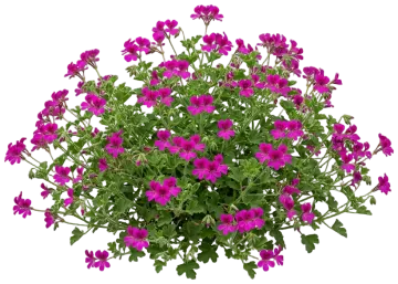 Magenta Geranium cut-out illustration