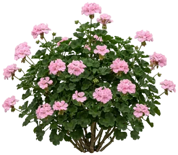 Pink Geranium cut-out illustration