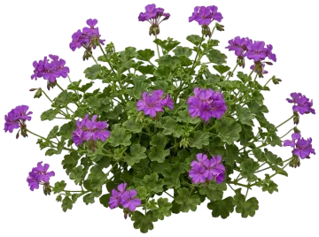 Purple Geranium cut-out illustration