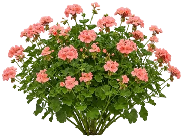 Salmon Geranium cut-out illustration
