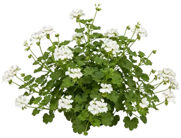 White Geranium cut-out illustration