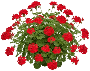 Geranium (Annual) cut-out illustration
