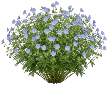 Azure Rush Geranium cut-out illustration