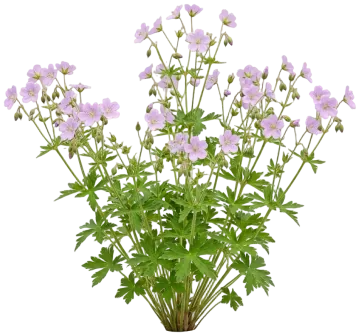 Wild Geranium cut-out illustration