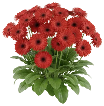 Coral Gerbera cut-out illustration
