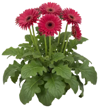 Deep Rose Gerbera cut-out illustration