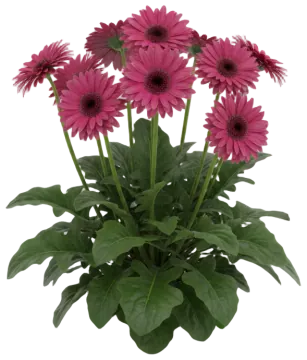 Pink Gerbera cut-out illustration