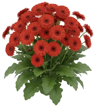 Red Gerbera cut-out illustration